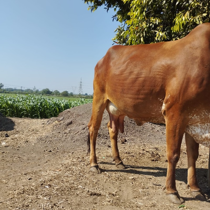 gir cow selling