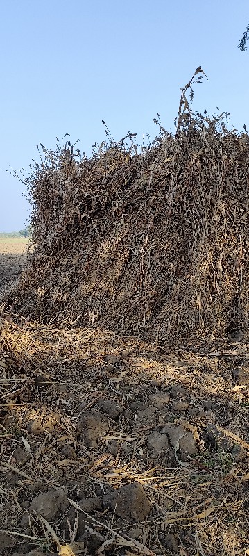 બાટું જુવારનો ચ...