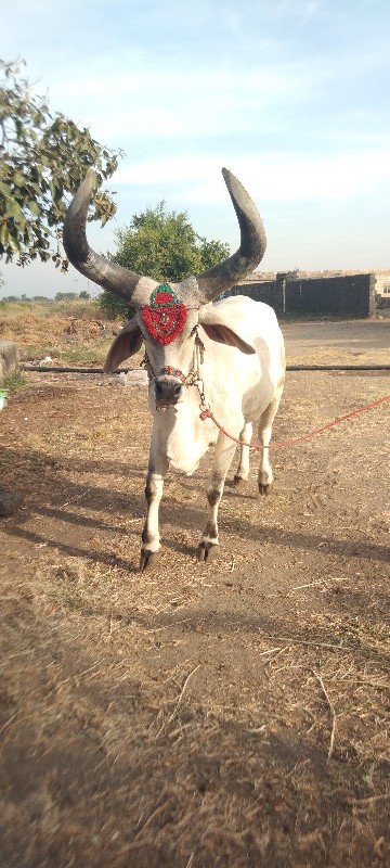 આવો લેવા નો સે