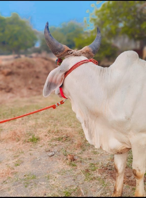 ગોઢલો વૈસવાનો સ...