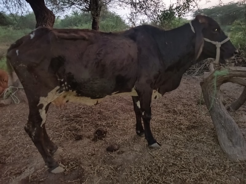 જર્સી ગાય વેચવા...