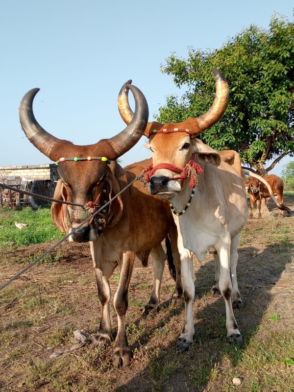 બળદ ગોટલા નવેસ