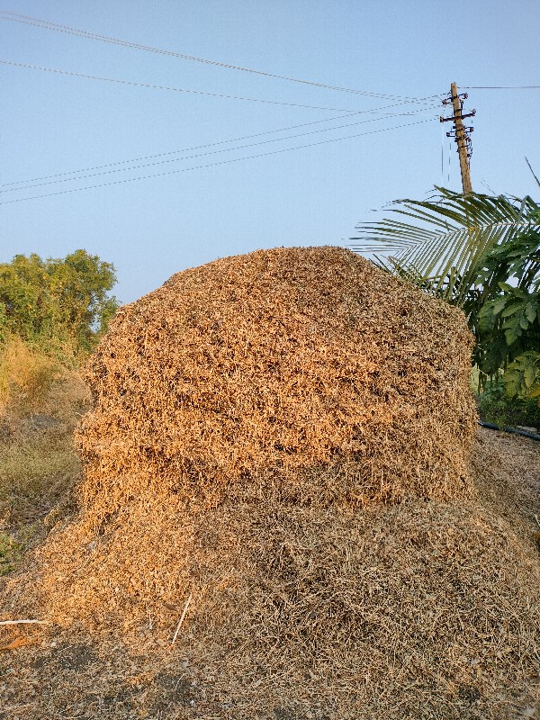 મગફળી નો લીલવાચ...