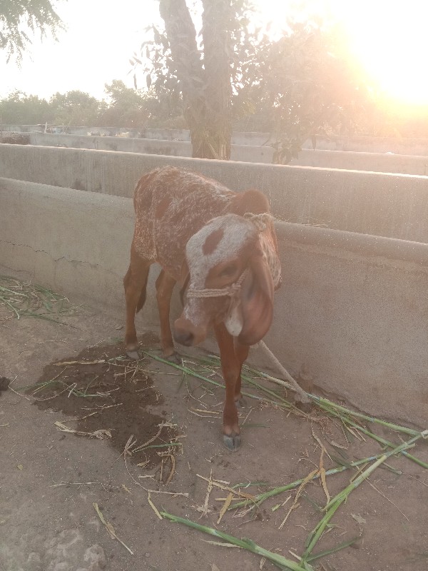 વાસળી વેચવાની છ...