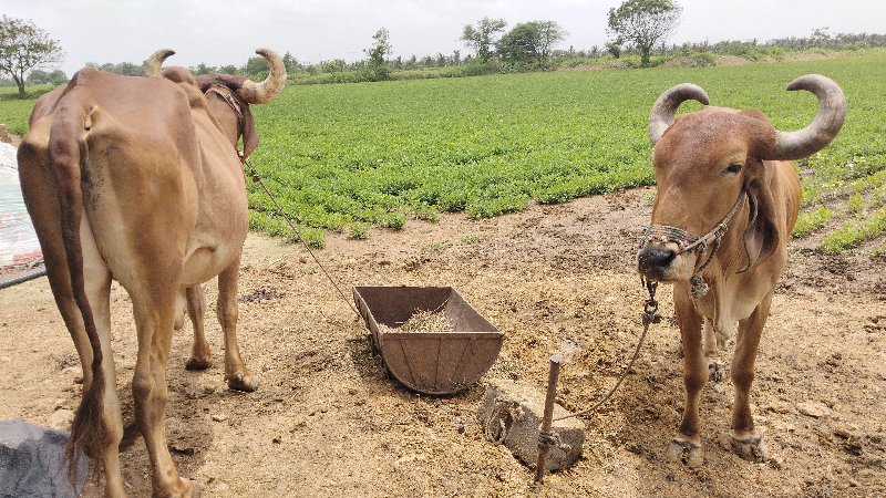 બળદ વેચવાના છે