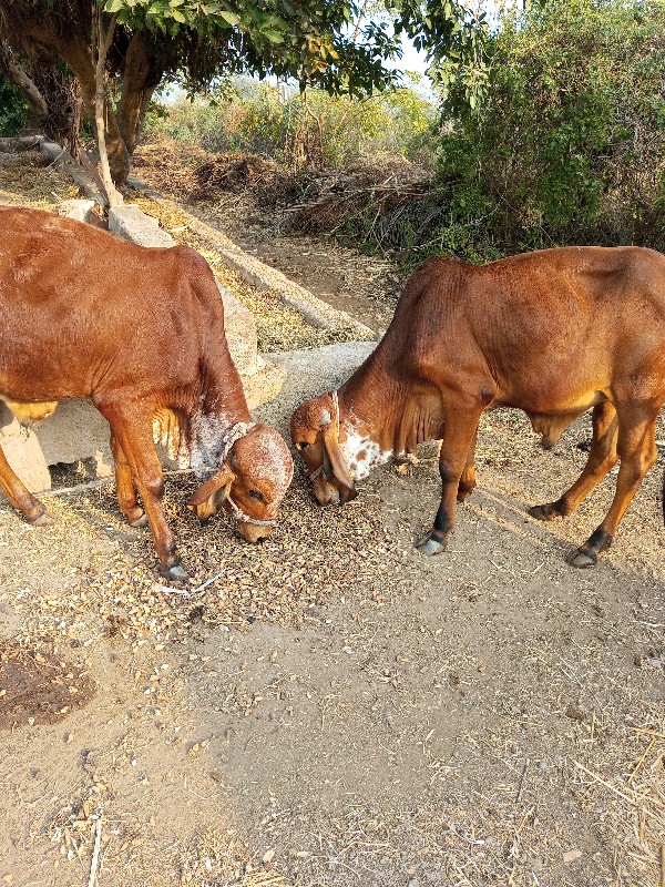 2 ખૂંટિયા દેવાન...