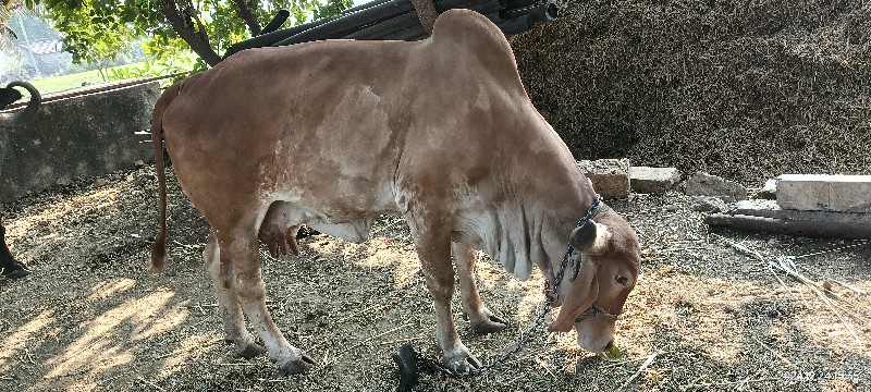 સોન કપીલા ગાય વ...