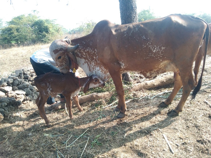 ગાય વેચવા નિ છે