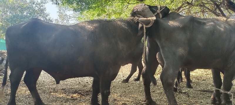 પાડો વેચવાનો છે