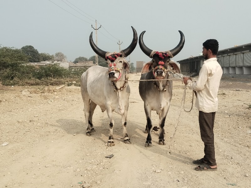 બળદ વેચવાના છે