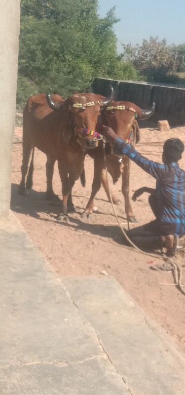 ગોઢલા વેચવાના છ...