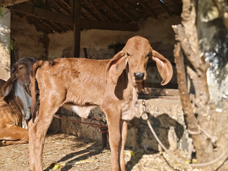 ગાય વેચવાની છે