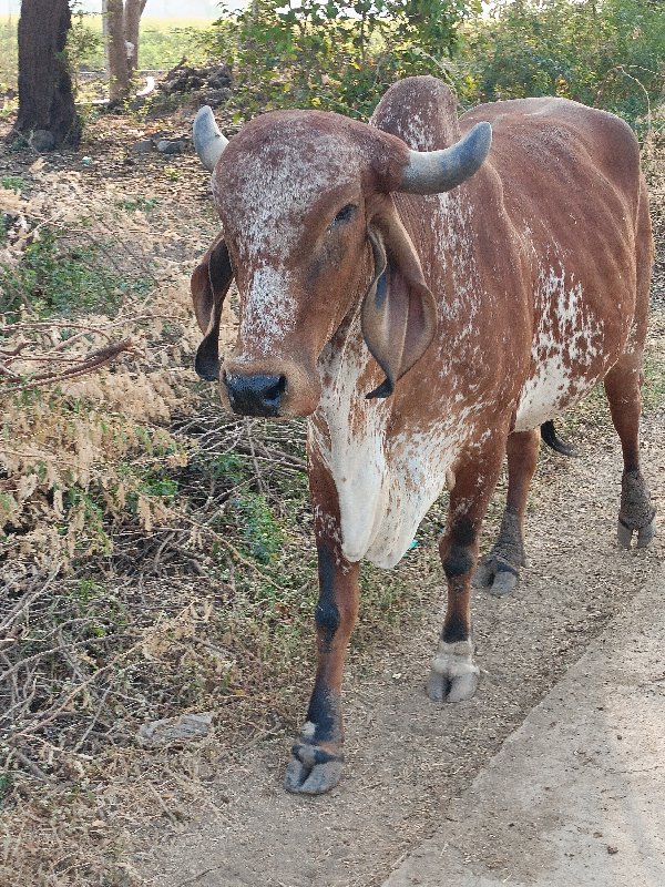 ગાય