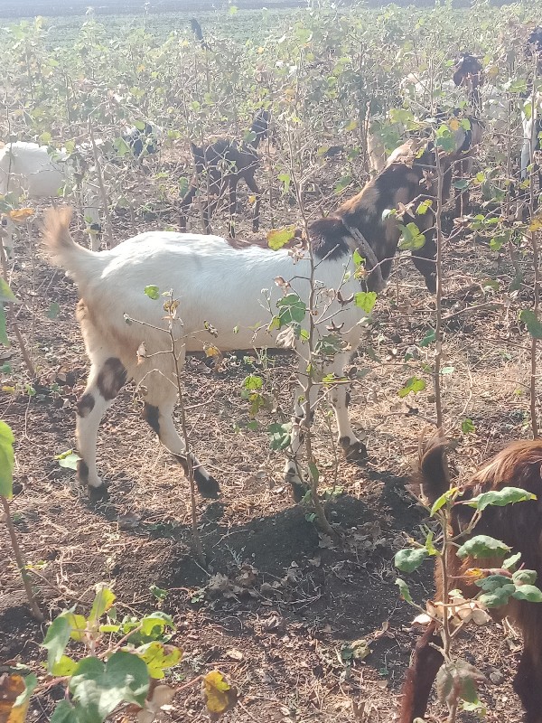 આ રાજસ્થાની બકર...