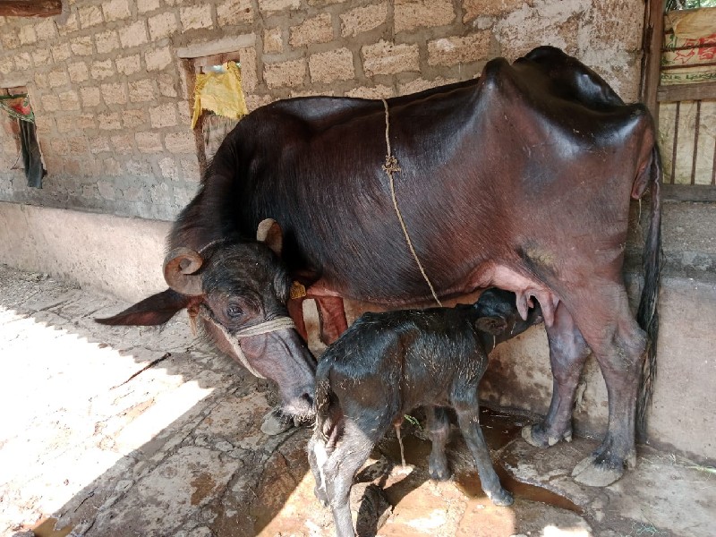 ભેંસ વેચવાની છે