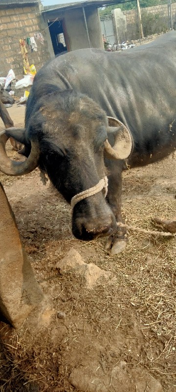 ભેસ વેચવાની છે