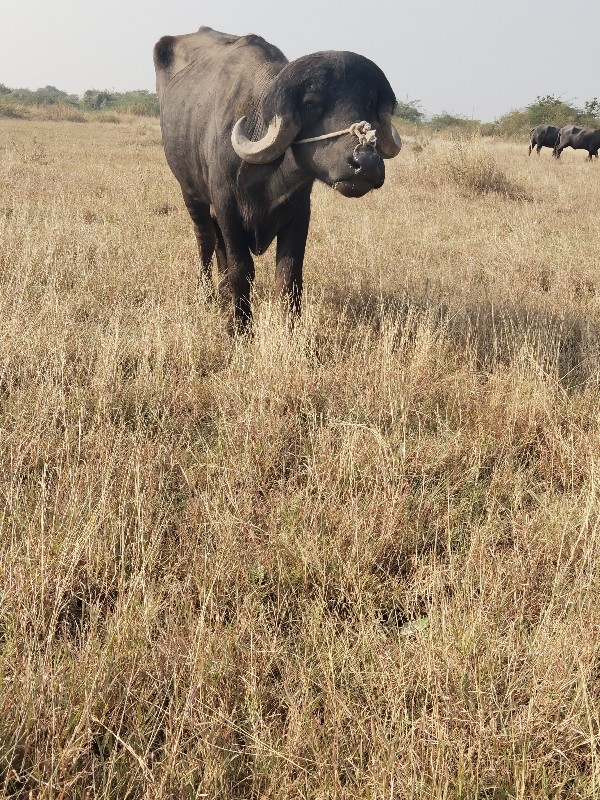 પાડો વેચવાનો છે