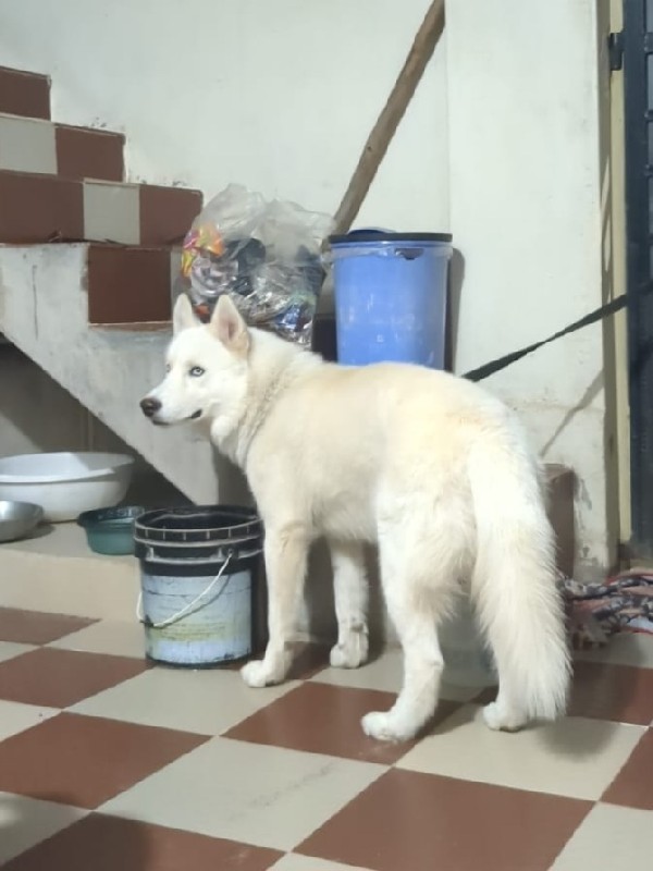 Huskey White હસ...