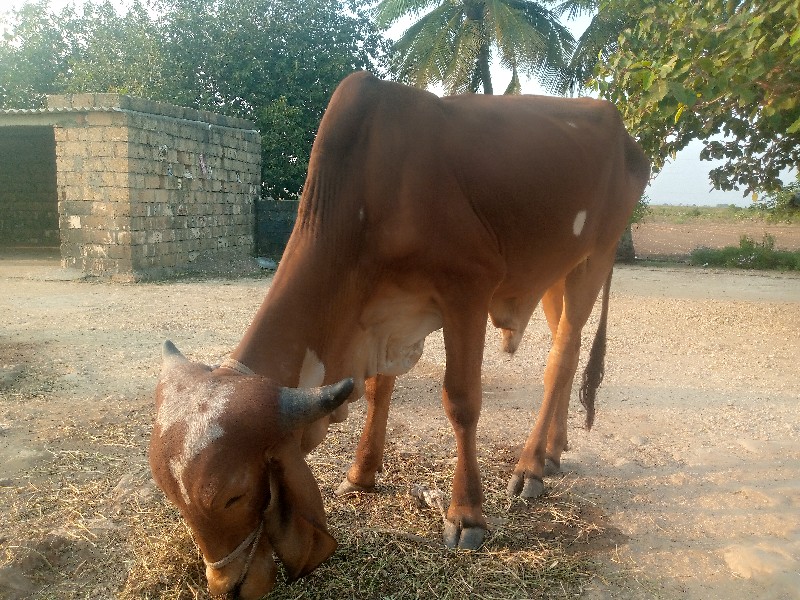 ગોઢલા