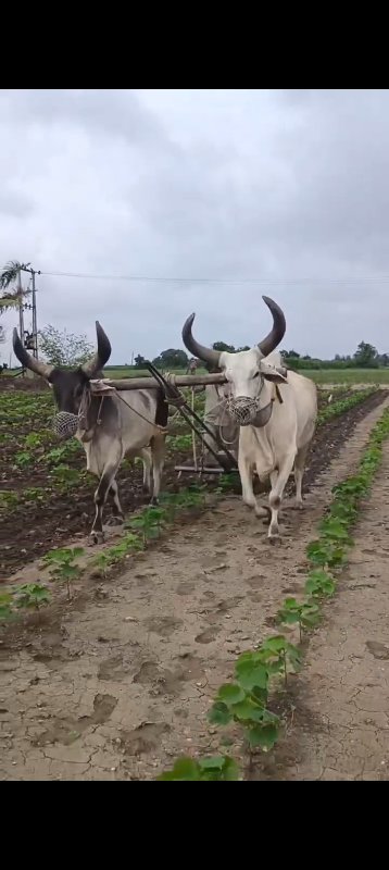 બળદ વેંચવાના છે...