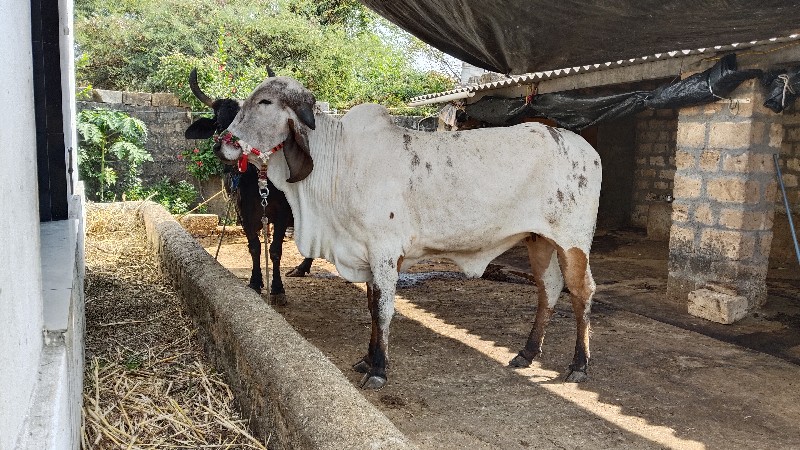 વાસડી