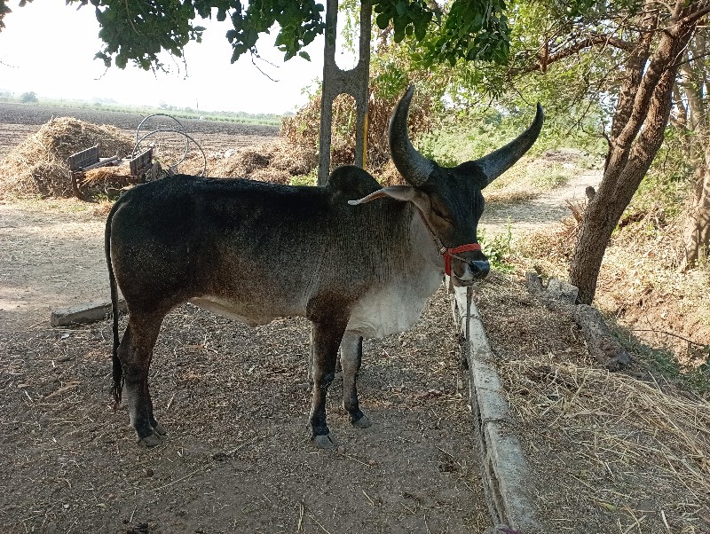 ગોખલા છ દાતે