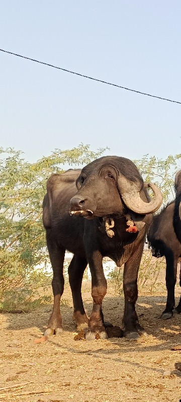 ખડી વેચવાની