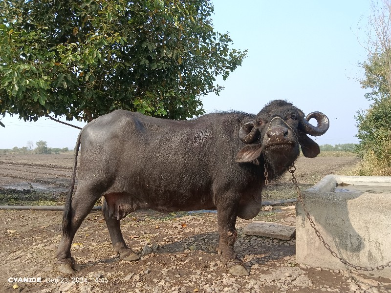 ભેંસ વેચવાની છે...