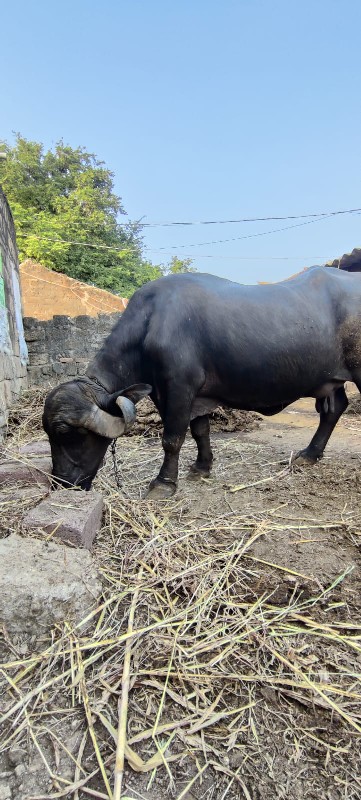 જાફરાબાદી ભેંસ...