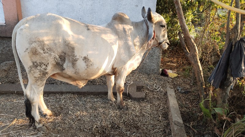 ગોઢલો વેસવા નો...