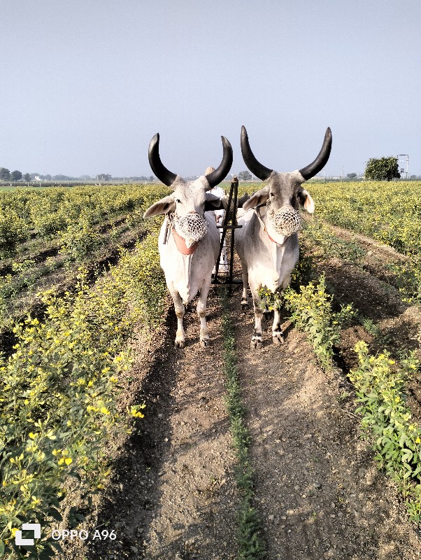 ગોઢલા વેચવાના છ...