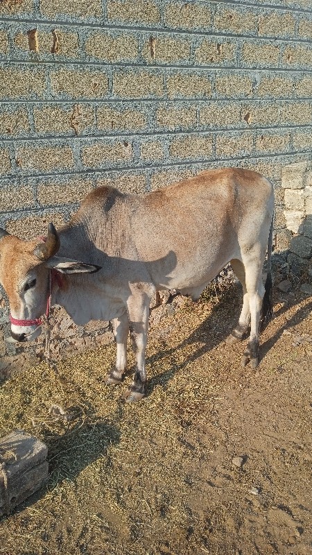 વેચવાનુ છે