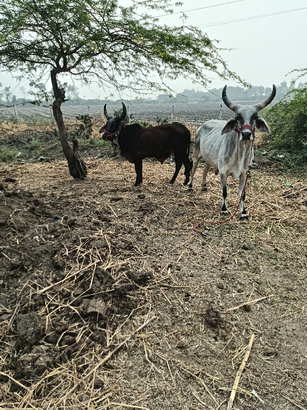 ગોઢલા વેચવાનાછે