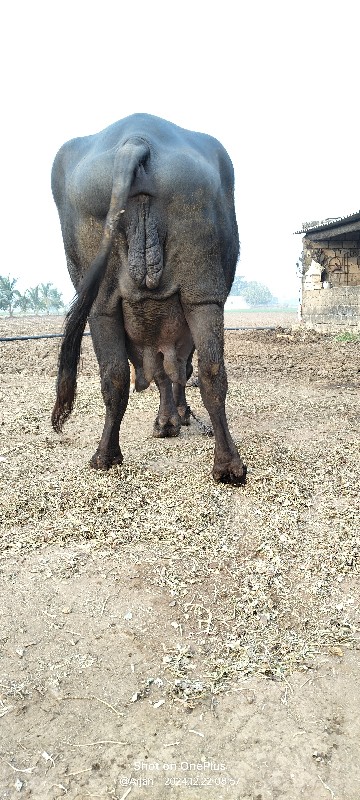 ખડેલી  બીજા વેત...