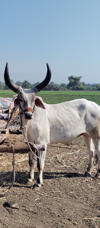 આ એક બળદ વેચવા...