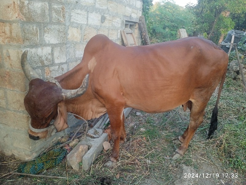 ગાય વેચવાની છે