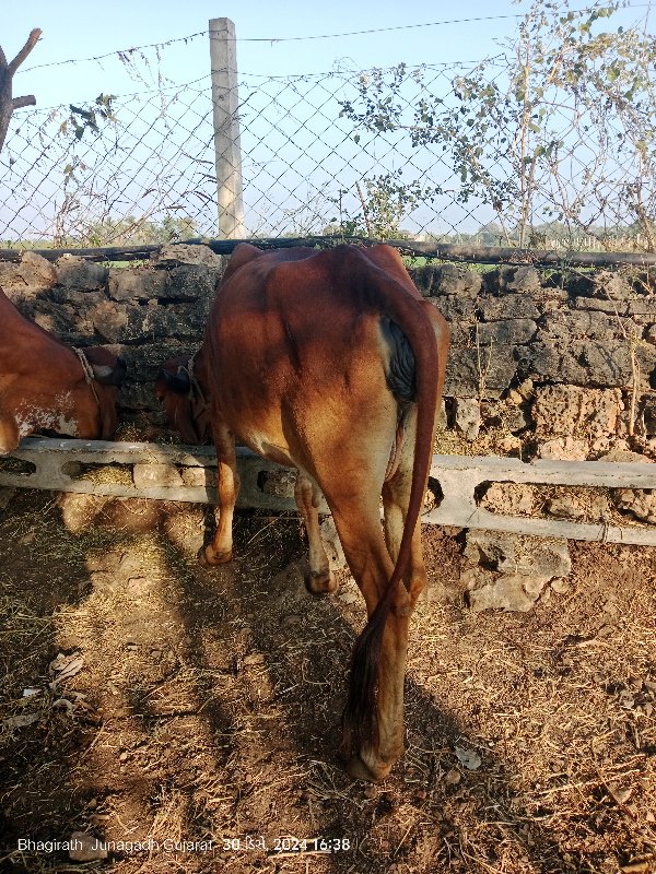 ગીર વોળકી  વેચવ...