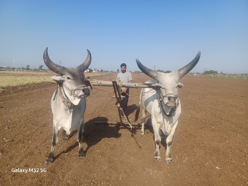 બલદ હાલે સારા છ...