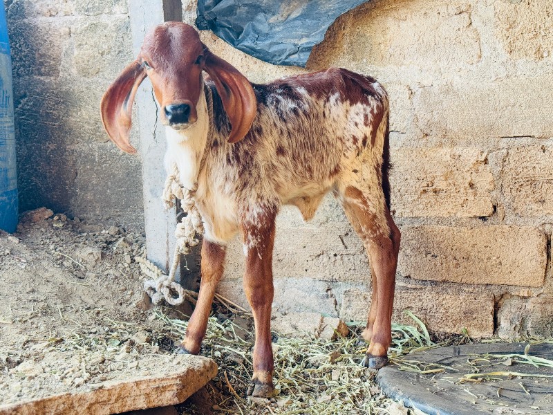 હોડકી વેચવાની છ...