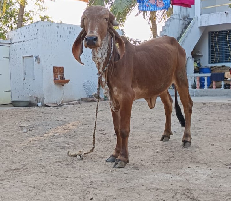 હોડકી વેચવા નિ...