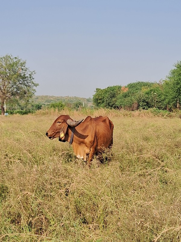 4 મા દીકરી આપવા...