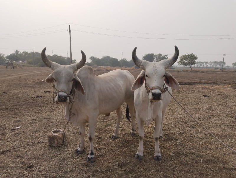 આ ધોધલા વેચવાના...