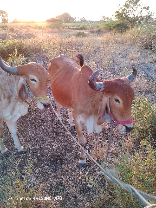 ગોઢલા વેચવાના છ...