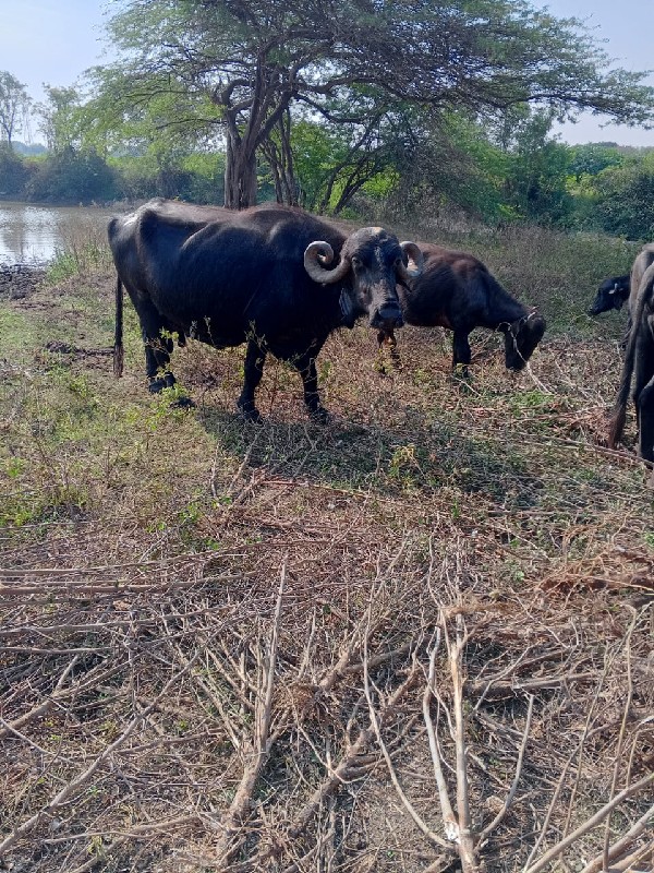 ભેસ વેચવાની છે