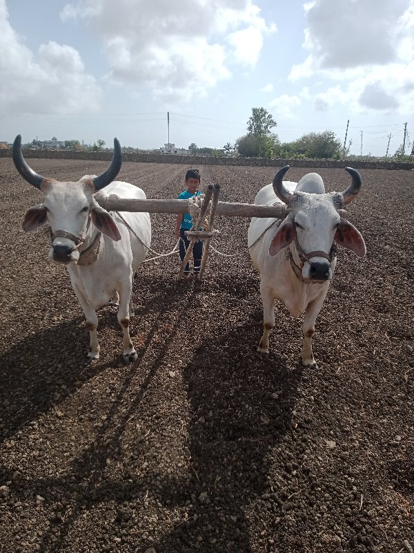 ગોંડલા વેશવાના...