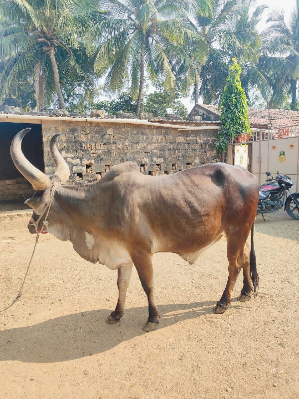 બળદ વેચવાનો છે