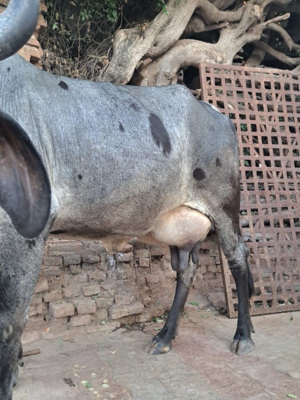 ગાય વેચવાની છે