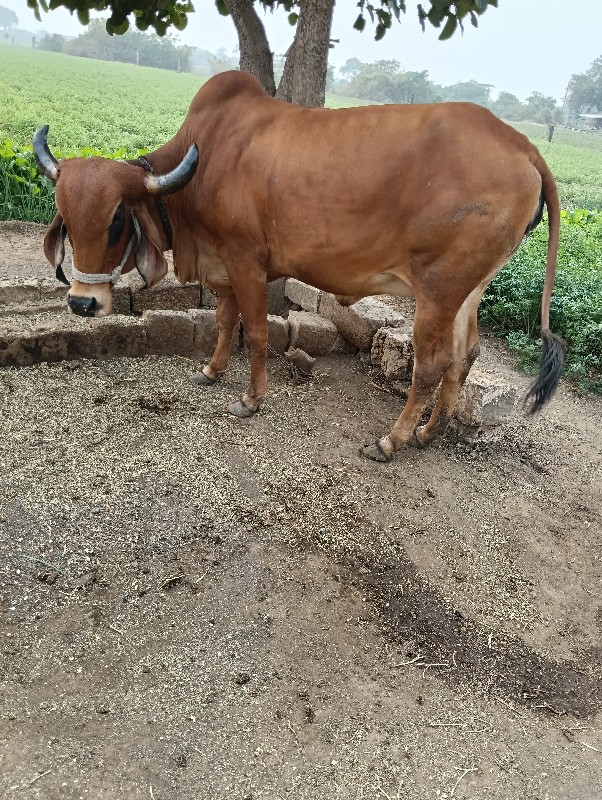 હોડકિ વેચવા ની...