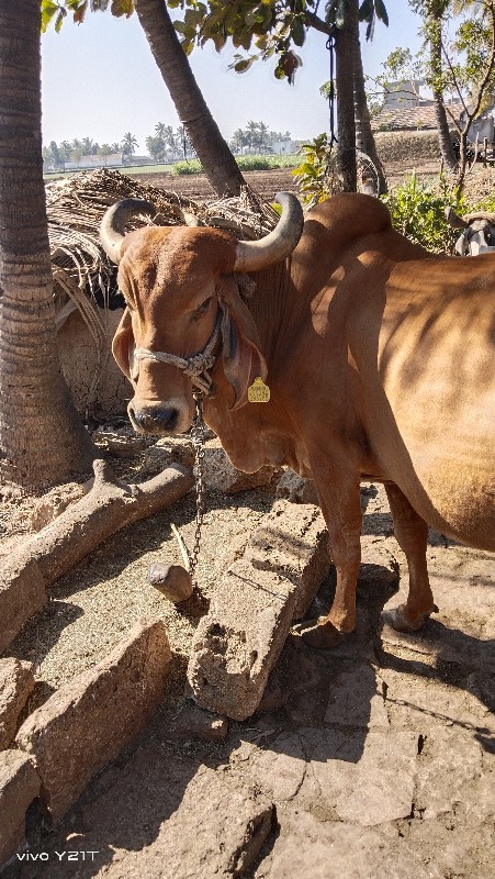 ગીરગાય