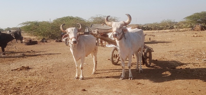 જિલ્લો દેવભૂમિ...